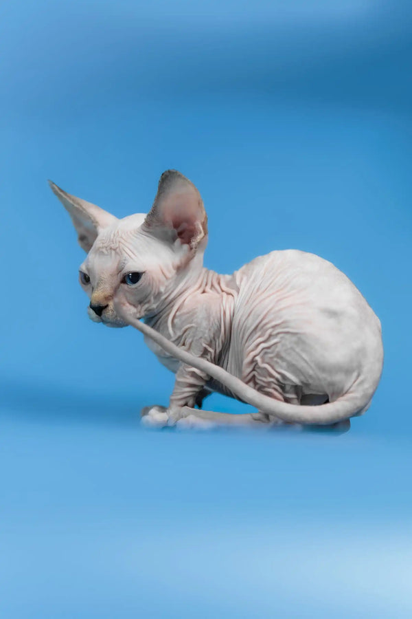 Kris | canadian sphynx kitten