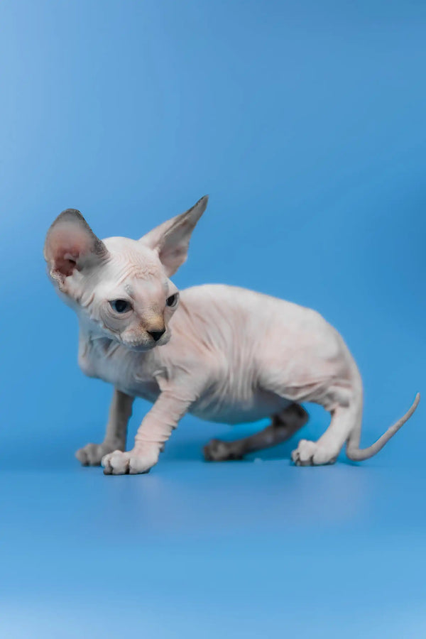Kris | canadian sphynx kitten