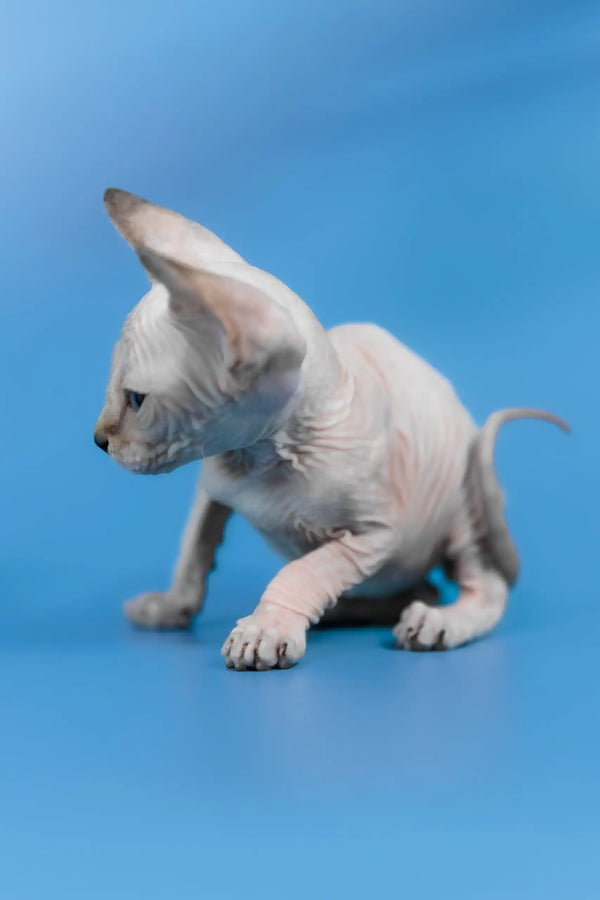 Kris | canadian sphynx kitten