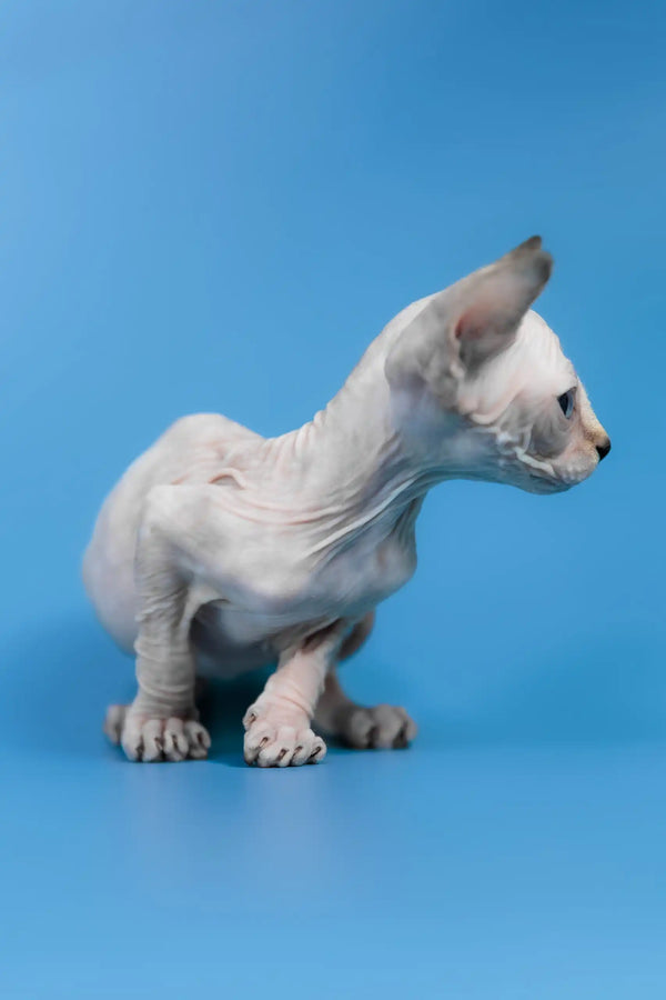 Kris | canadian sphynx kitten
