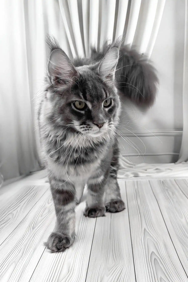 Kris | maine coon kitten
