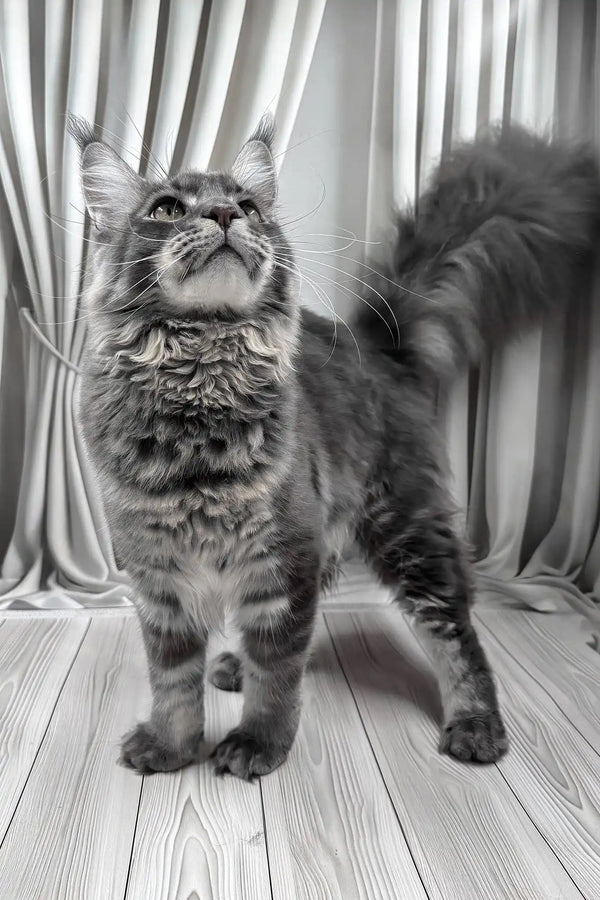 Kris | maine coon kitten
