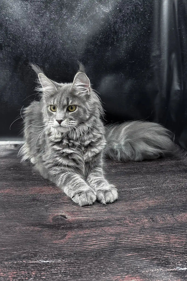 Krista | maine coon kitten