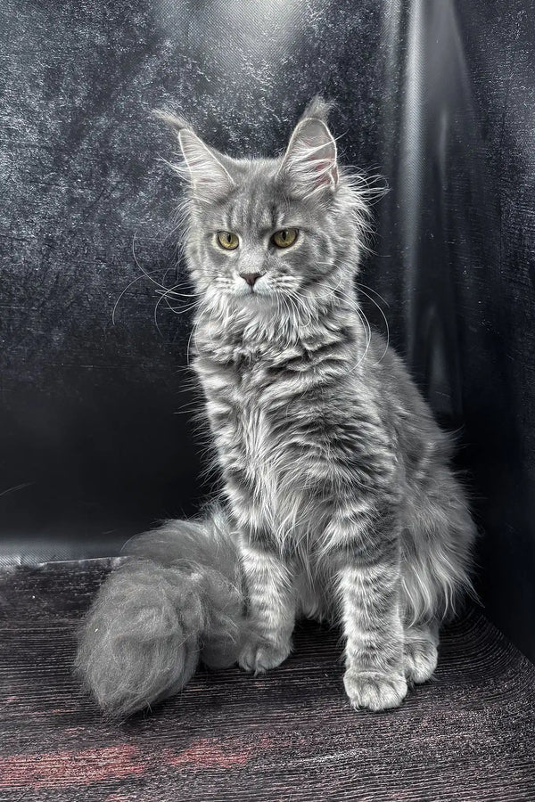 Krista | maine coon kitten