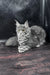 Krista | maine coon kitten
