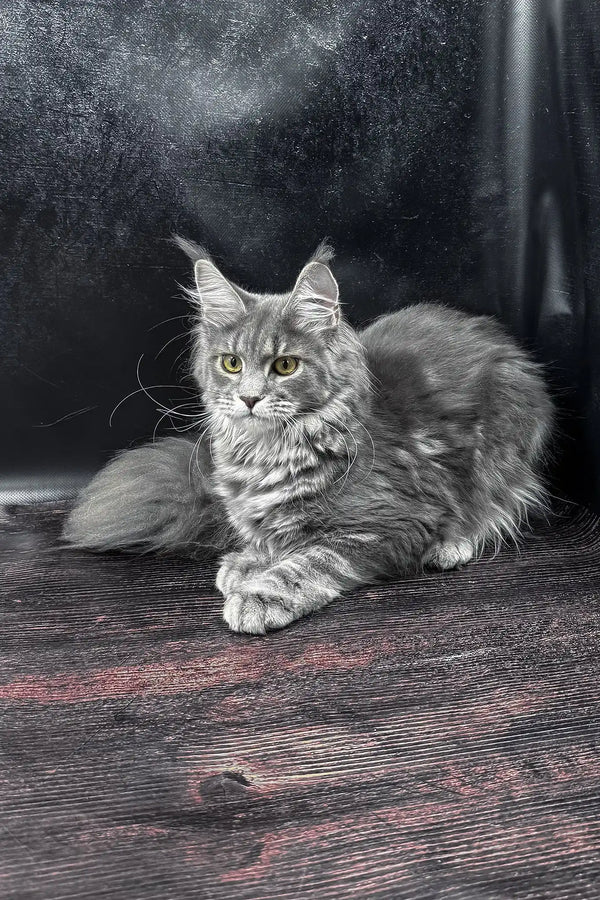 Krista | maine coon kitten