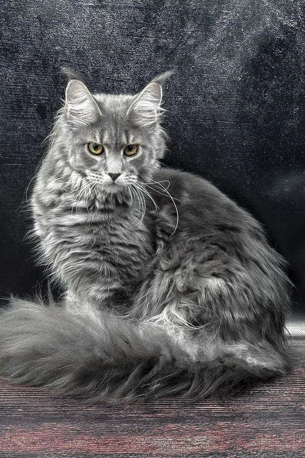 Krista | maine coon kitten