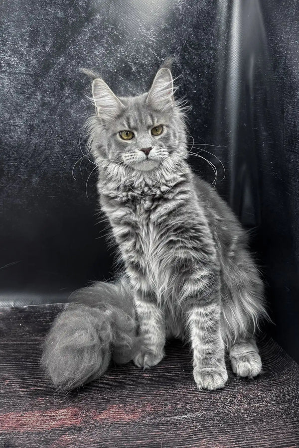 Krista | maine coon kitten