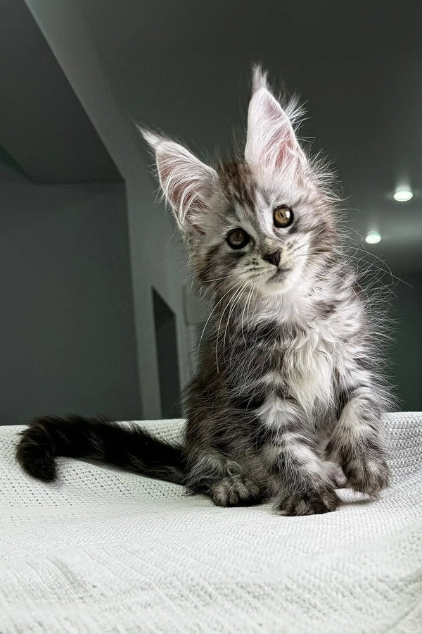 Cute Gray Tabby Maine Coon kitten named Kristabell with extra toes ready for adoption