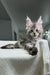 Gray tabby Maine Coon kitten for sale, Kristabell Polydactyl Maine Coon product