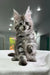 Cute gray tabby kitten with tufted ears from Kristabell Polydactyl Maine Coon