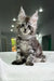 Silver Tabby Maine Coon kitten from Kristabell Polydactyl Maine Coon collection