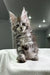 Silver Tabby Maine Coon kitten in Kristabell Polydactyl Maine Coon product