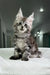 Silver Tabby Maine Coon kitten from Kristabell Polydactyl Maine Coon collection