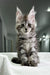 Cute Silver Tabby Maine Coon kitten from Kristabell Polydactyl Maine Coon collection