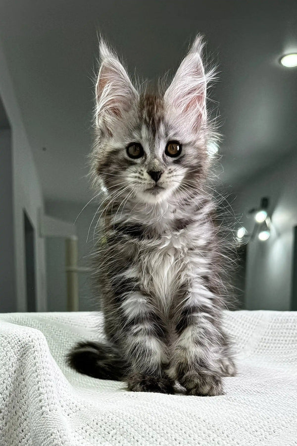 Cute Silver Tabby Maine Coon kitten from Kristabell Polydactyl Maine Coon collection