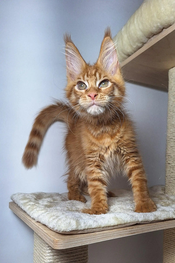 Adorable Maine Coon kitten with ear tufts and fluffy coat from Kristian collection