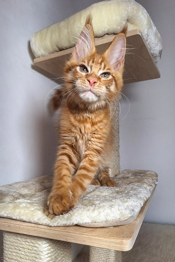 Orange tabby Maine Coon kitten with big ears on a cat tree platform