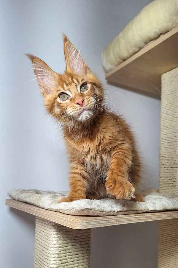 Fluffy Orange Maine Coon kitten lounging on a cat tree platform, perfect for playtime