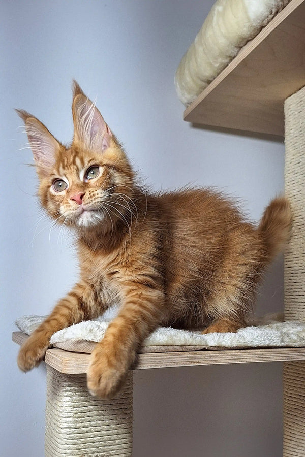 Maine Coon kitten relaxing on a cat tree platform in Kristian product display