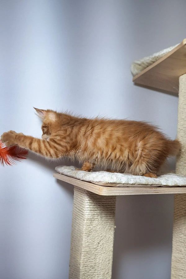 Orange tabby cat playing with a feather toy on a cat tree, perfect for a Maine Coon kitten