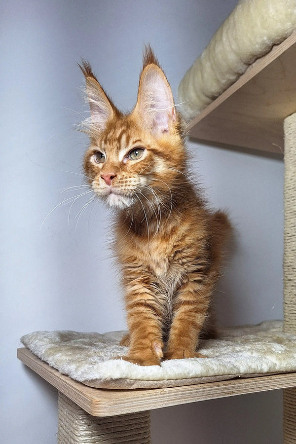 Fluffy Maine Coon kitten with ear tufts and orange fur in Kristian product design