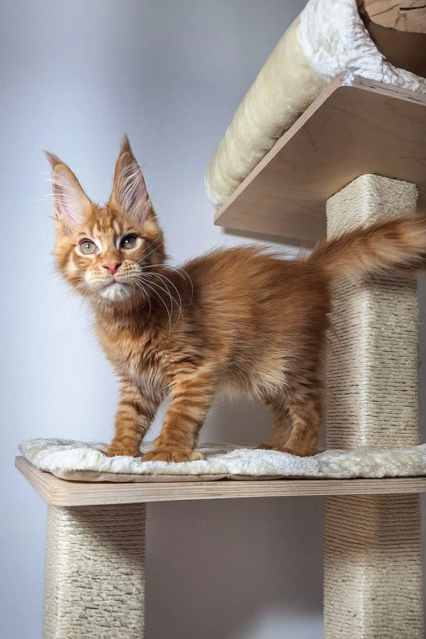Orange Tabby Coon Kitten chilling on a cat tree in the Kristian product line