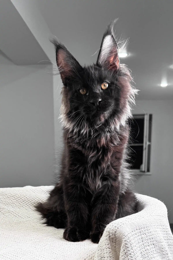 Kristiano | maine coon kitten
