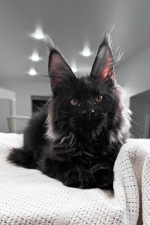 Kristiano | maine coon kitten