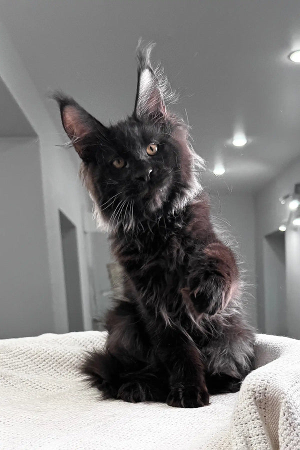 Kristiano | maine coon kitten
