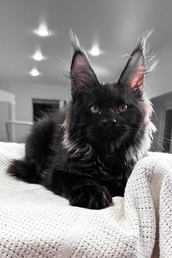 Kristiano | maine coon kitten