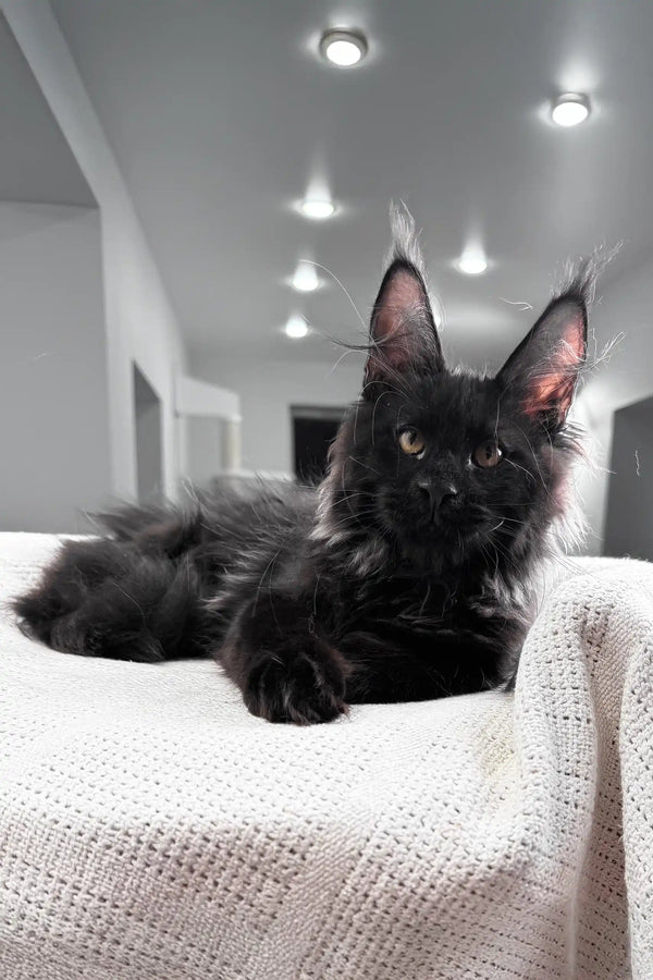 Kristiano | maine coon kitten