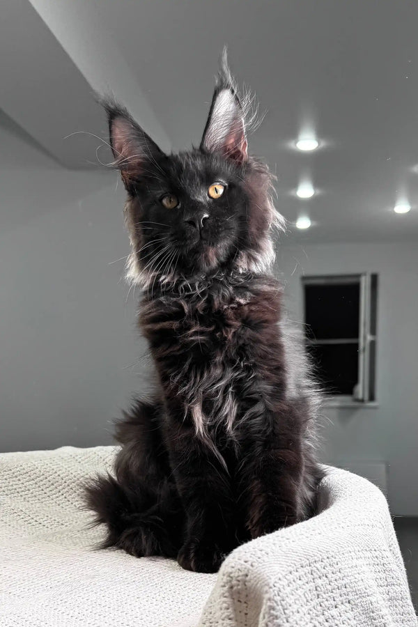 Kristiano | maine coon kitten