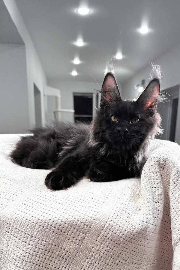Kristiano | maine coon kitten