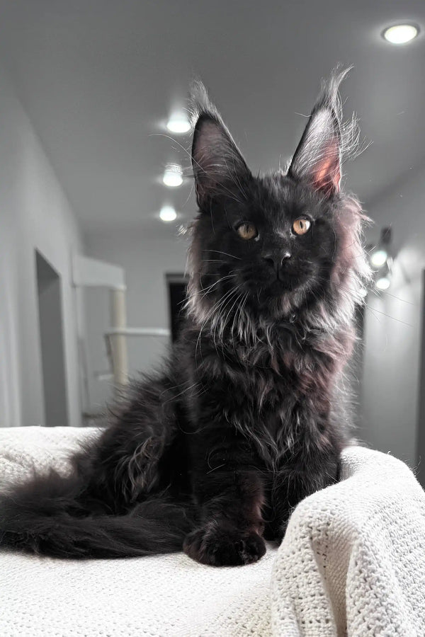 Kristiano | maine coon kitten
