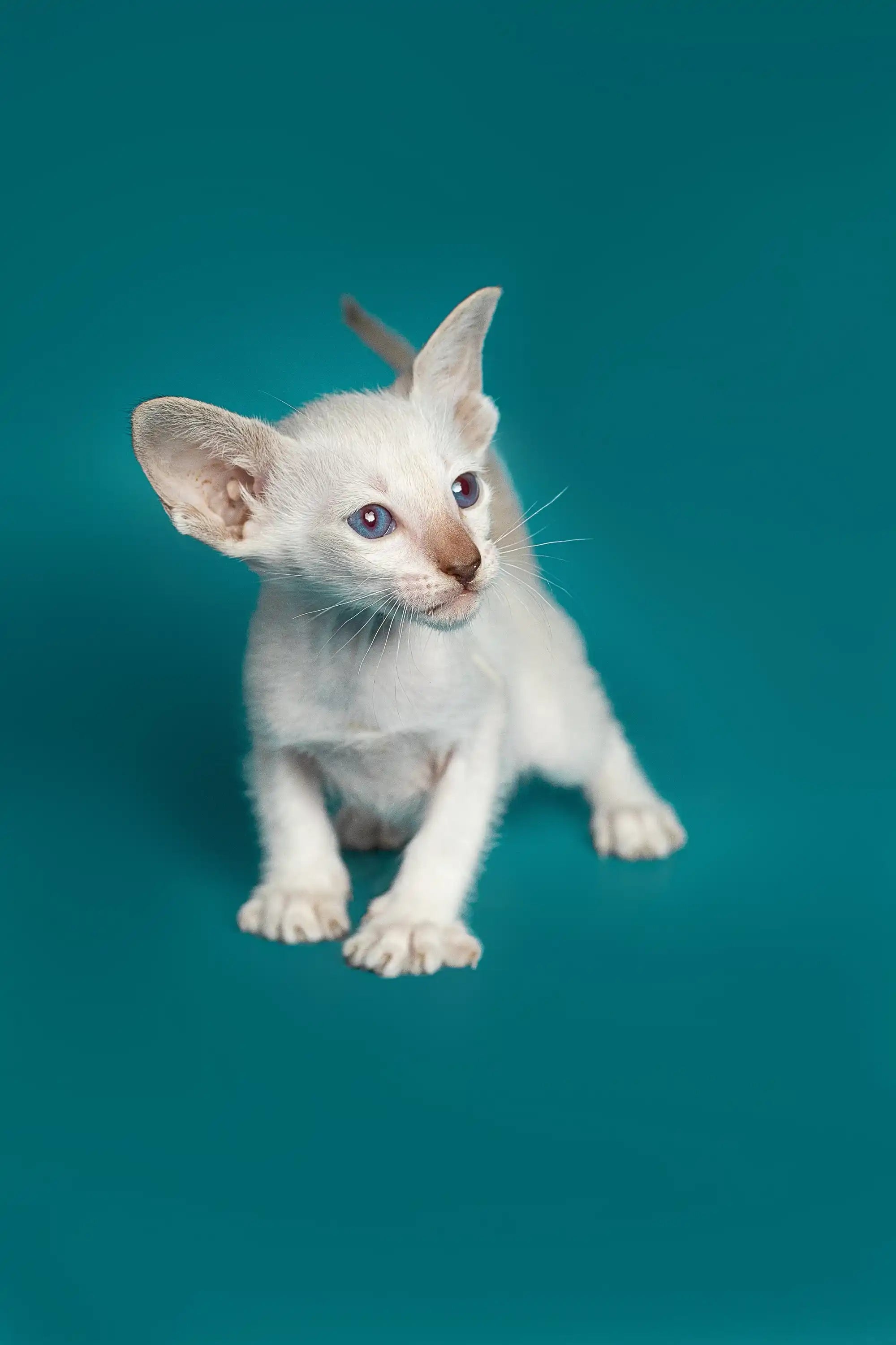 Oriental Shorthair Kittens For Sale Kristina | Kitten