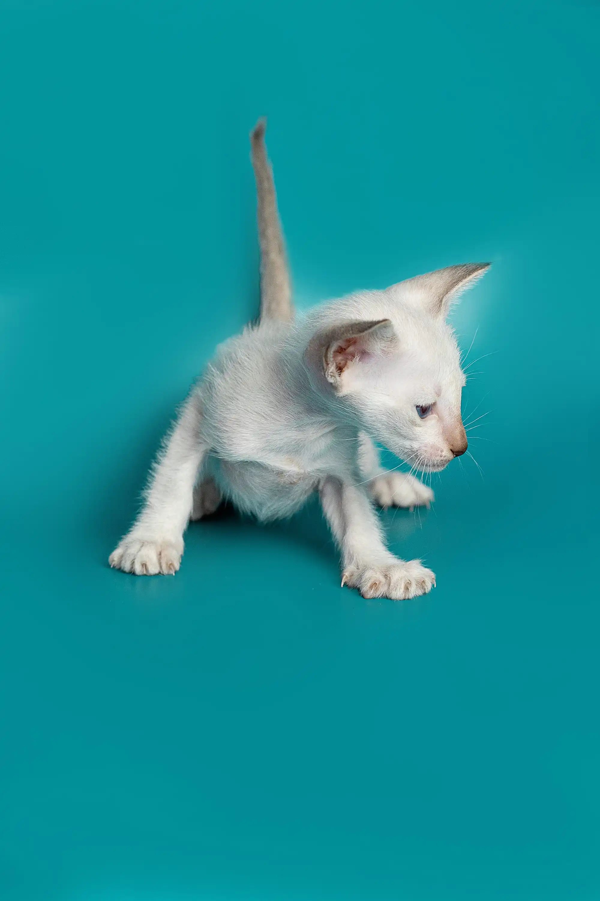 Oriental Shorthair Kittens For Sale Kristina | Kitten