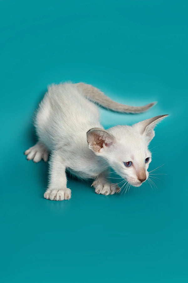 Kristina Oriental Kitten: Blue-Eyed Charmer