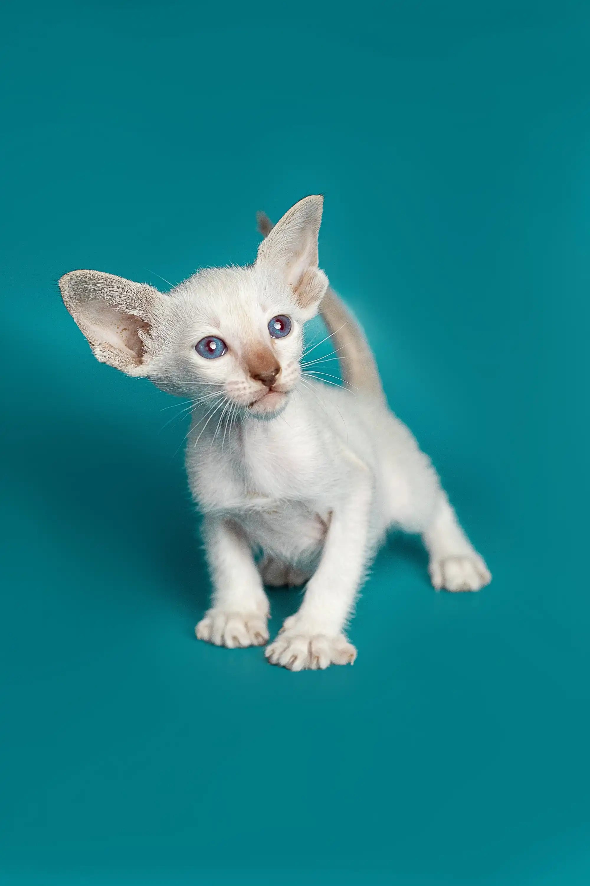 Oriental Shorthair Cats For Sale