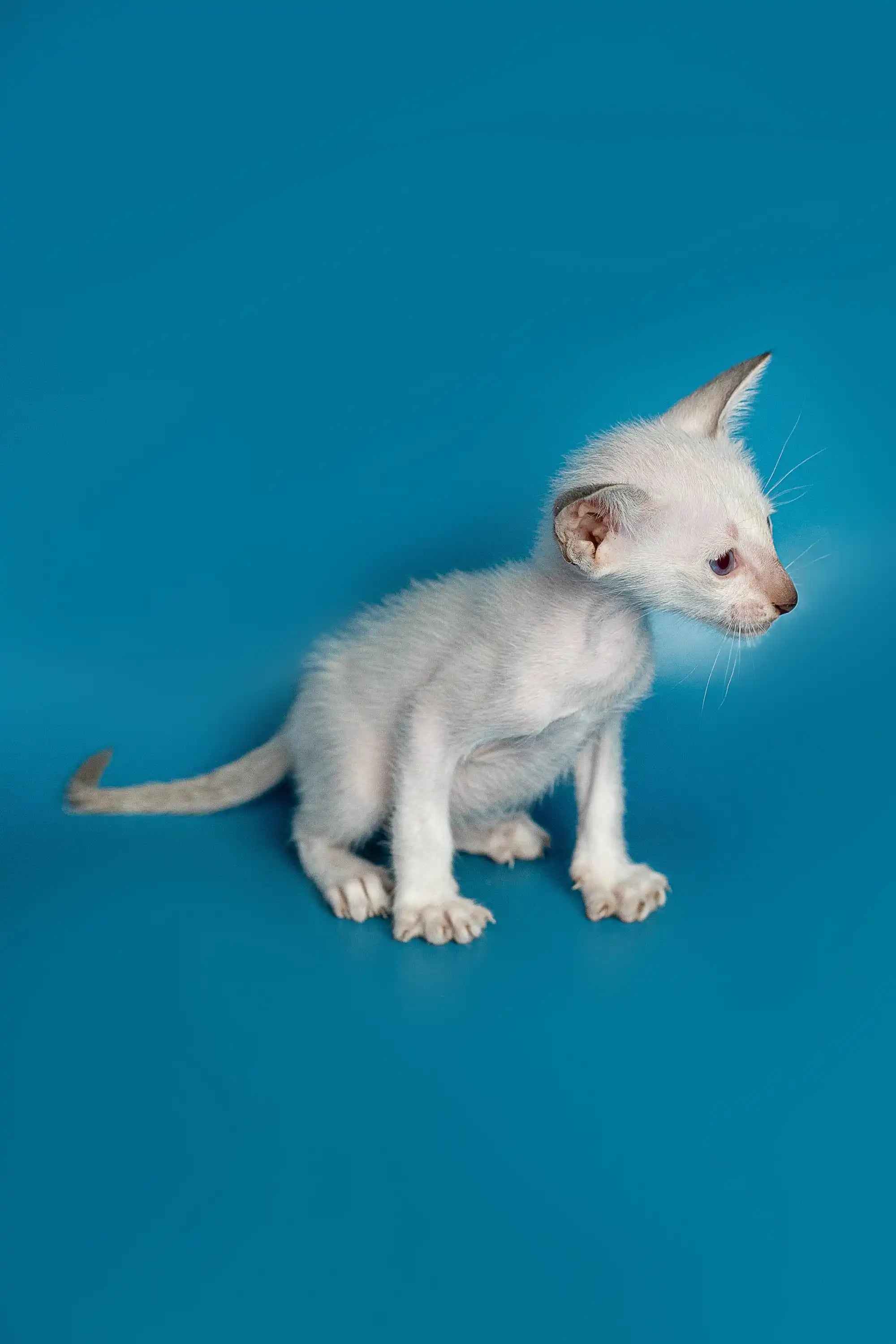 Oriental Shorthair Kittens For Sale Kristo | Kitten