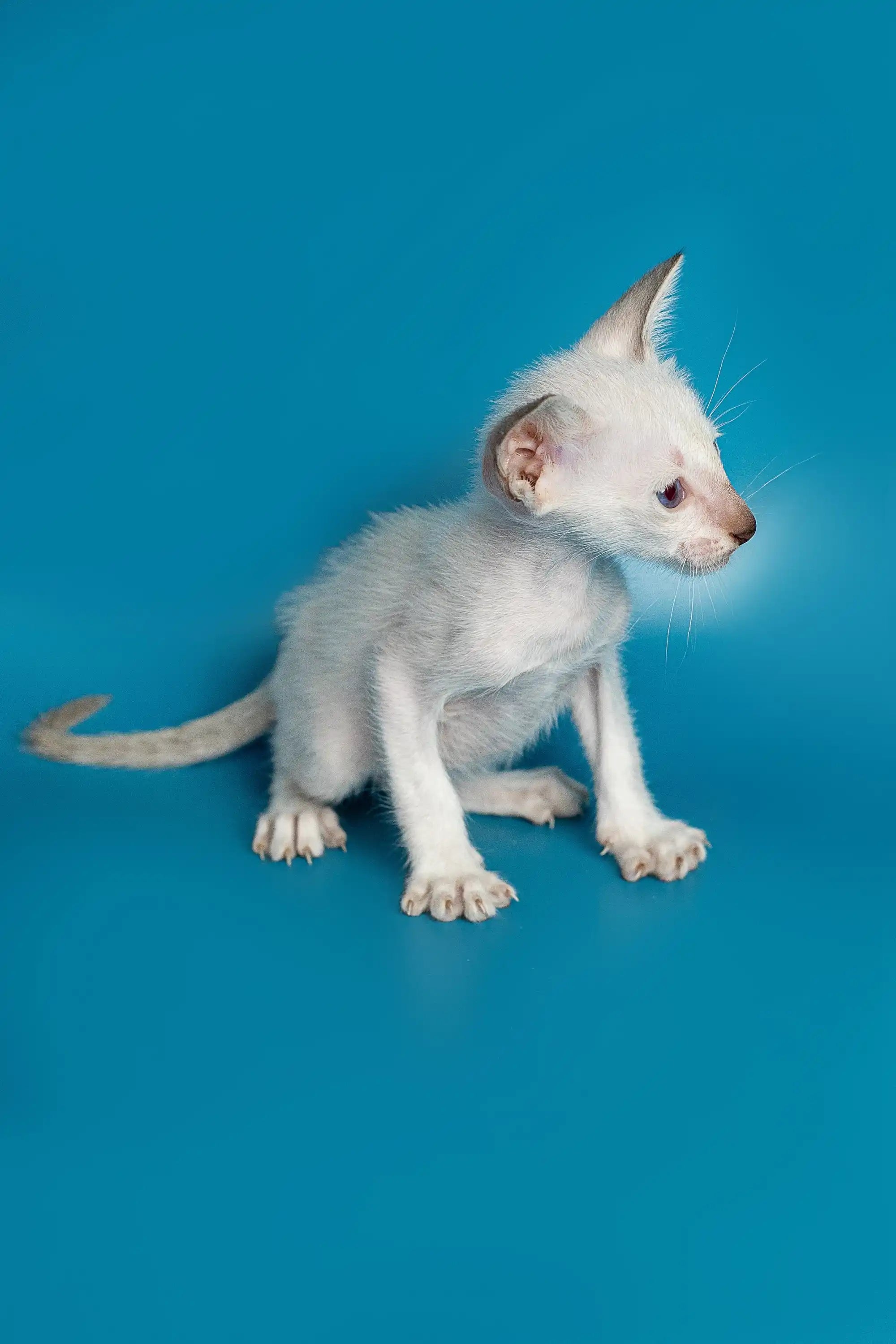 Oriental Shorthair Kittens For Sale Kristo | Kitten