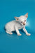 White Siamese kitten with blue eyes and pointed ears, perfect for an Oriental Kitten lover