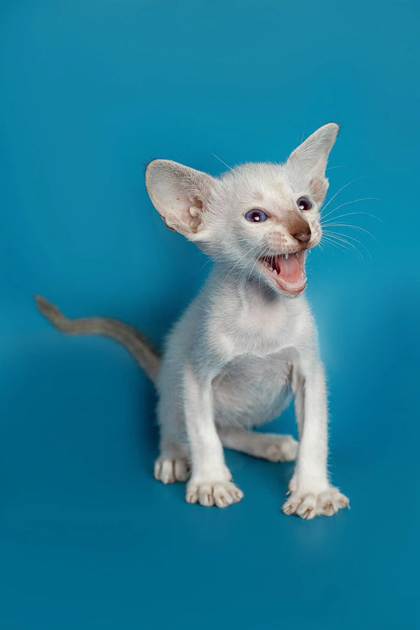 Adorable White Siamese Oriental Kitten with blue eyes and red point meowing cutely