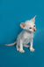 White Oriental Kitten with blue eyes and large ears against a blue backdrop