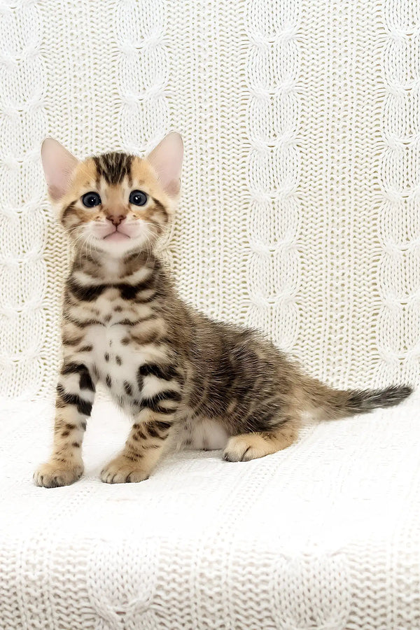 Krocus | bengal kitten