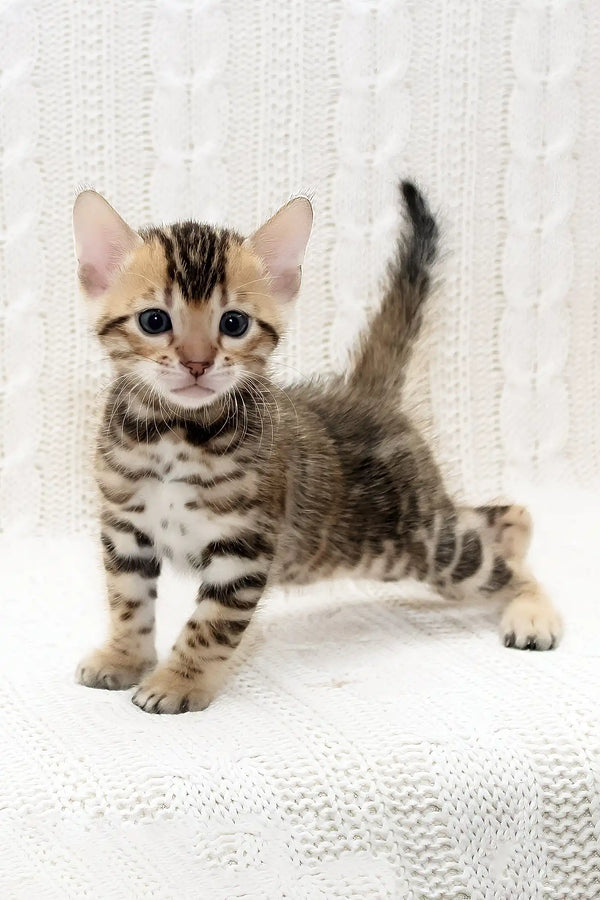 Krocus | bengal kitten