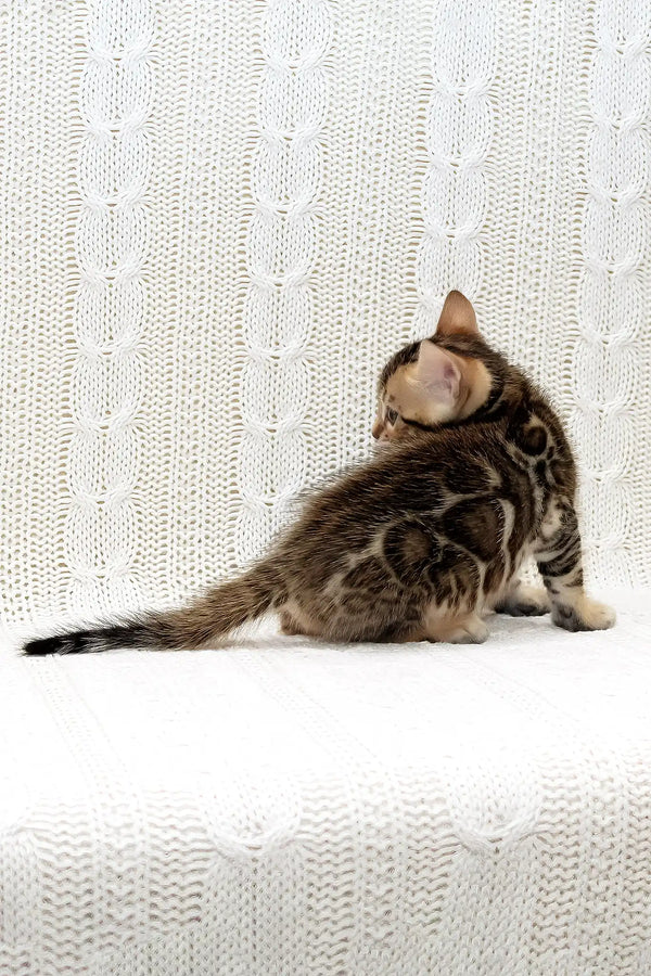 Krocus | bengal kitten