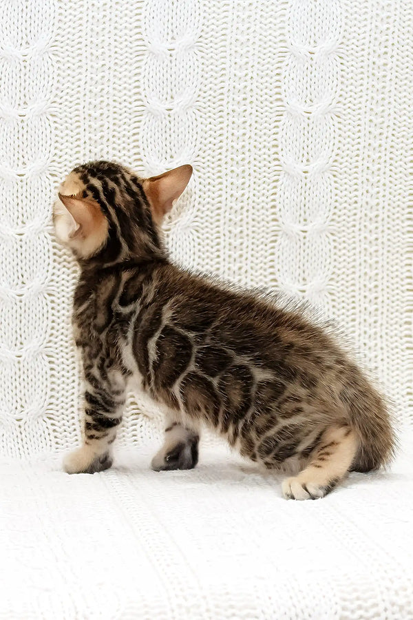 Krocus | bengal kitten