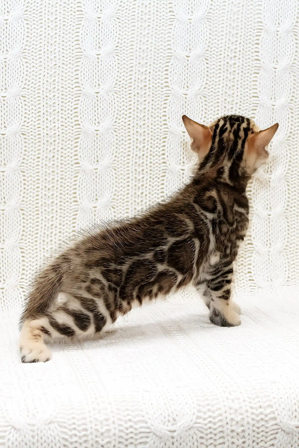 Krocus | bengal kitten