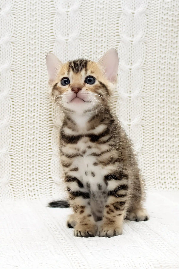 Krocus | bengal kitten